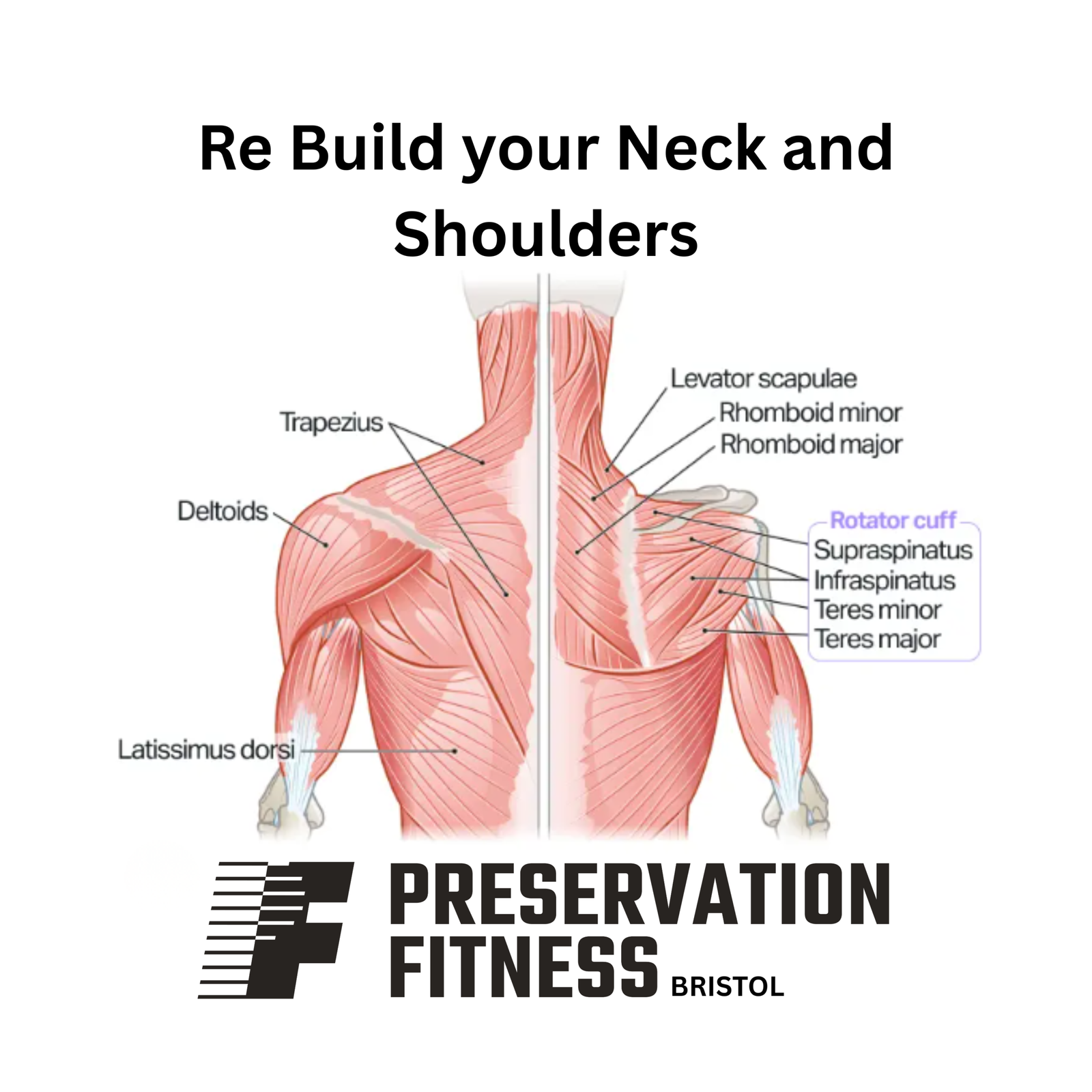 re build muscles of the rotator cuff re build muscles of the rotator cuff