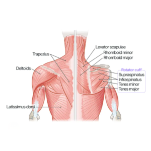 rebuild muscles of the rotator cuff