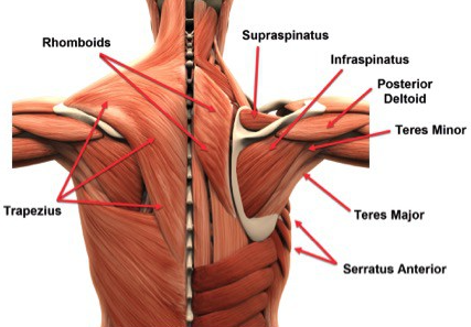 muscles of the thoracic spine