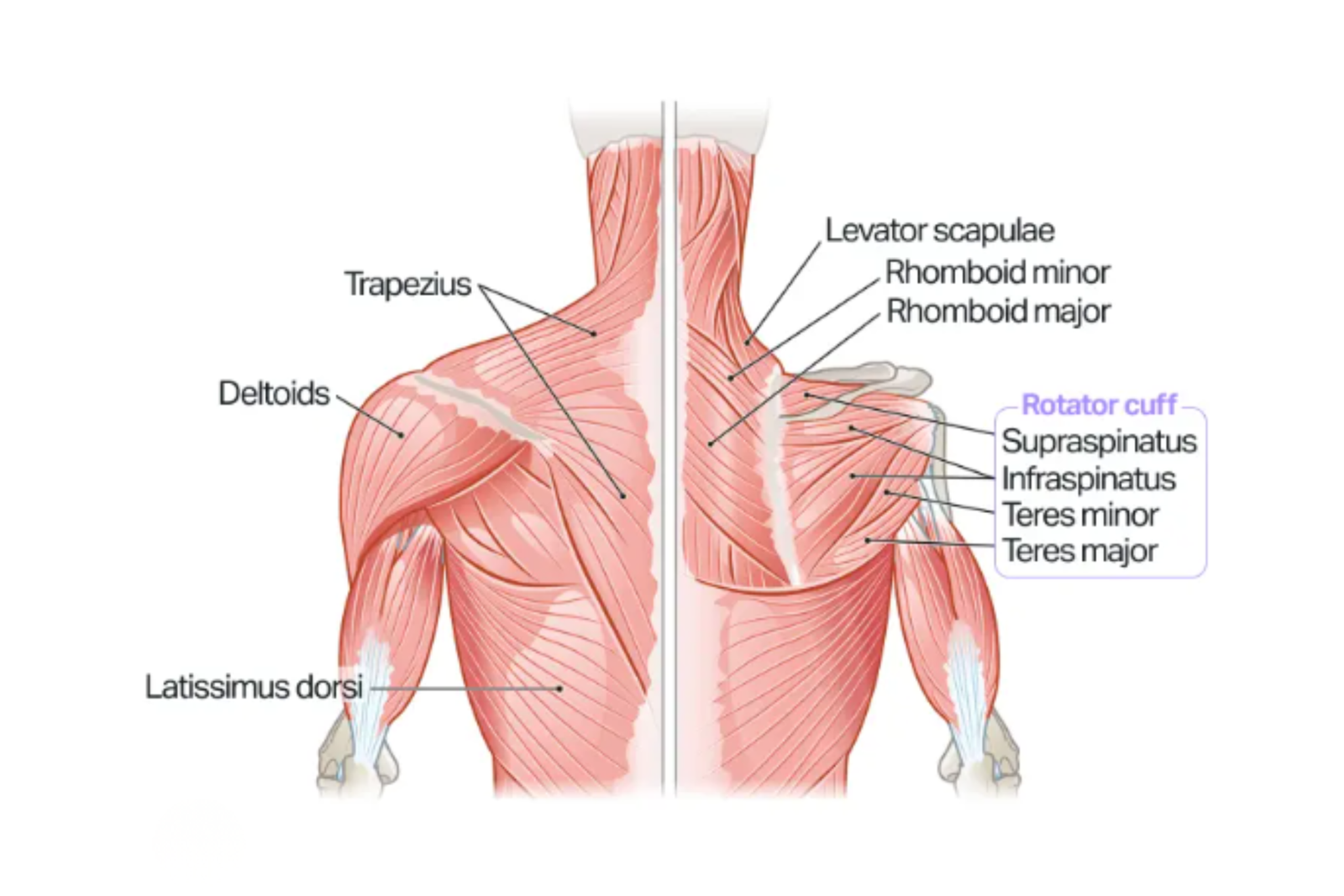 mnuscles of the rotator cuff