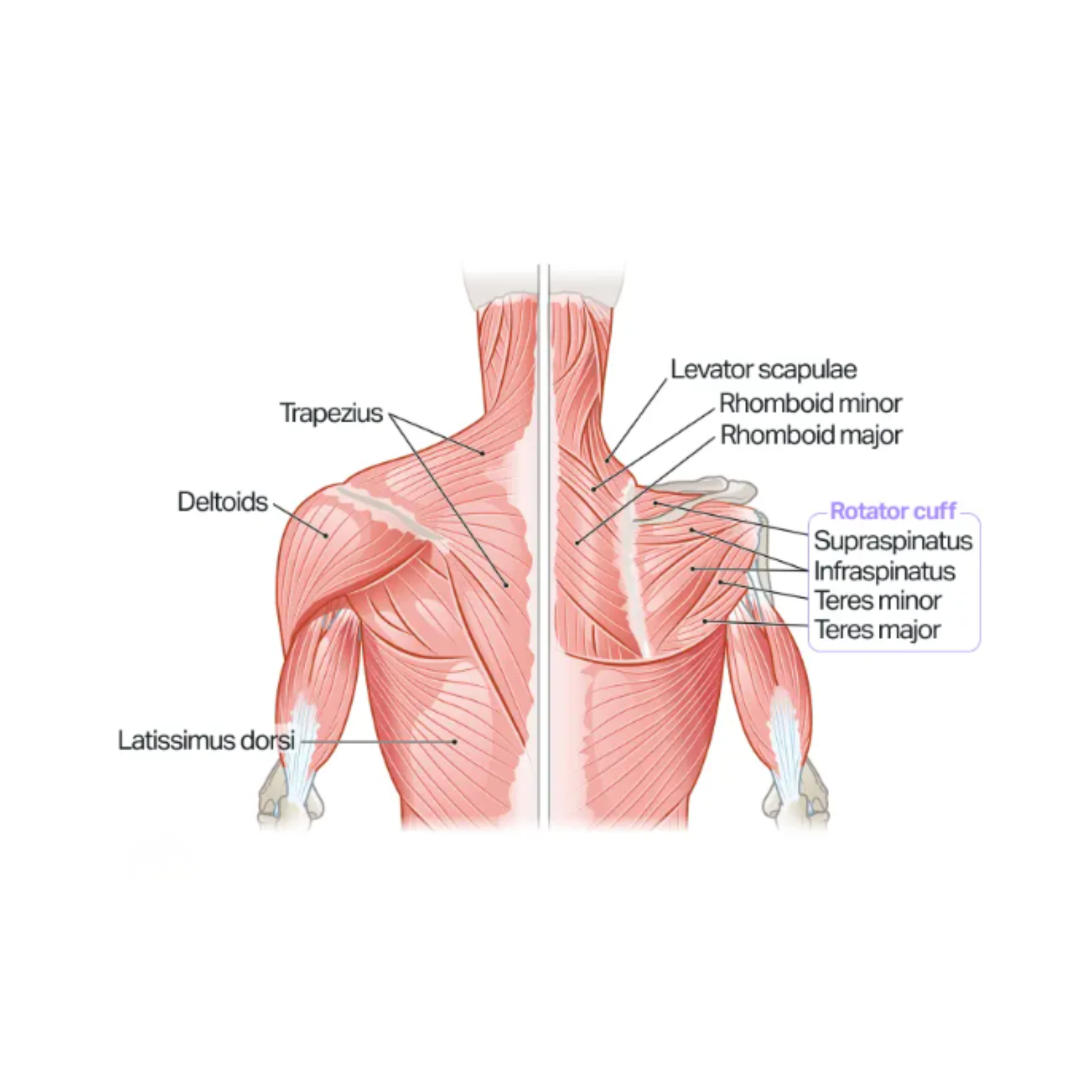 mnuscles of the rotator cuff
